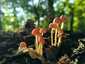 Sárgástönkű kígyógomba (Mycena renati), Budai-hegység